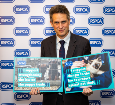 Sir Gavin Williamson attending a parliamentary event in support of the RSPCA campaign